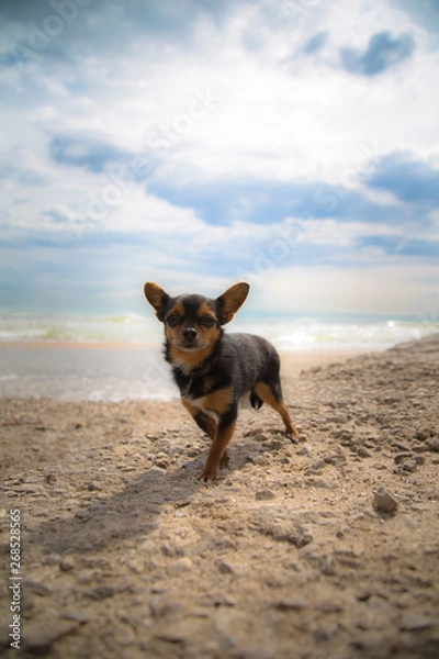 Obraz Chihuahua ideal