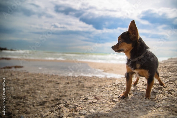 Obraz Perrita minúscula