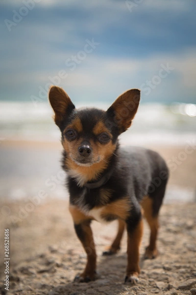 Obraz Preciosa chihuahua