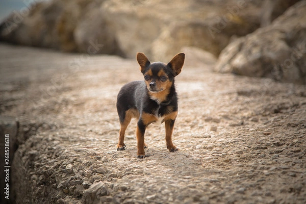 Obraz Perra en piedra