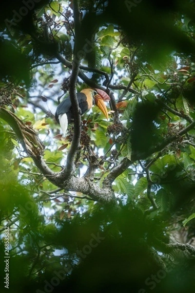 Fototapeta Knobbed hornbill, Aceros cassidix, sitting on branch at a tree top near its nest.Tangkoko National Park, Sulawesi, Indonesia, typical animal behavior, exotic birding experience in Asia,wildlife scene