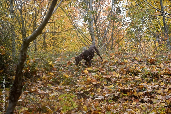 Fototapeta A  truffle dog is looking for a truffle in the forest .