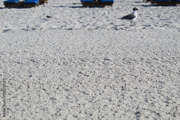 Fototapeta bird on beach