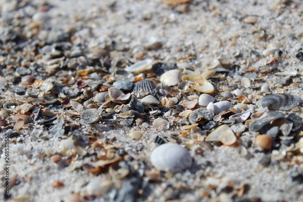 Fototapeta seashells