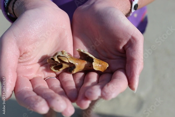 Fototapeta shell in hand
