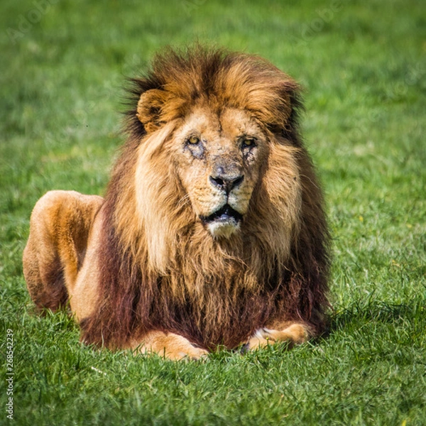 Obraz Un lion