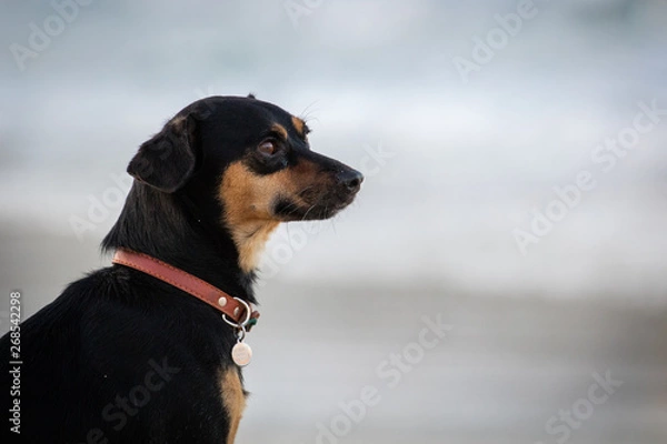 Obraz Un chien à la plage