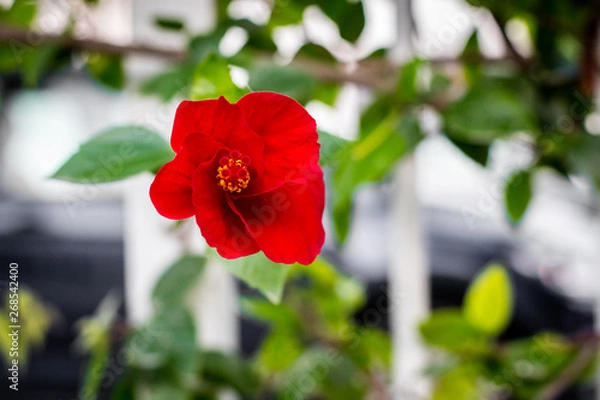 Obraz Coquelicot