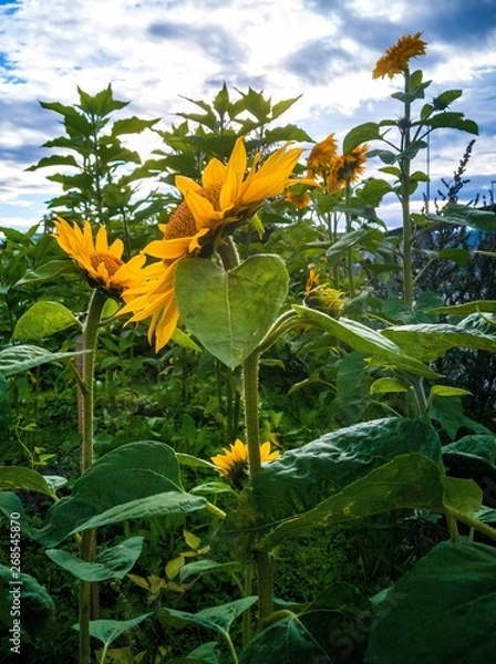 Fototapeta Sunflower 