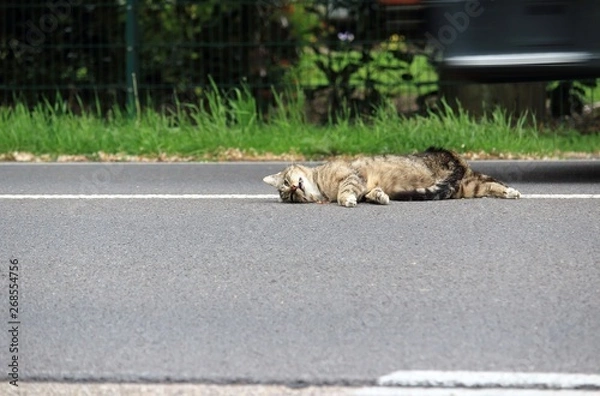 Fototapeta vom Auto überfahren