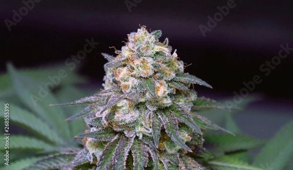 Obraz Cherry Space Pie