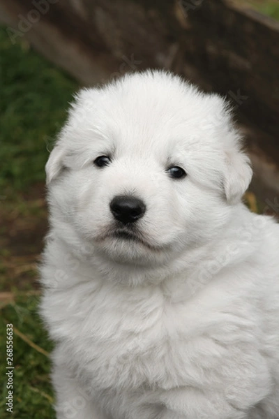 Fototapeta Portrait of a white swiss shepherd puppy. 