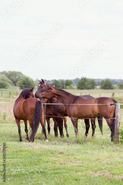 Obraz Reitpony