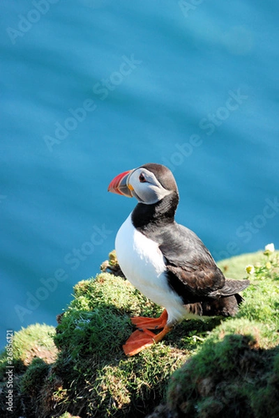 Obraz Puffin