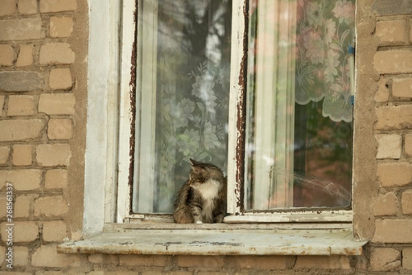 Fototapeta Domestic cat sitting on the windowsill of an open window in an old brick house