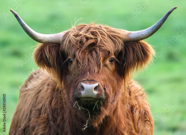 Obraz Highland Cow