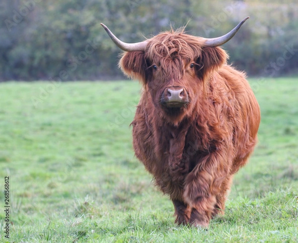 Obraz Highland Cow