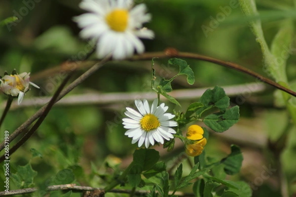 Obraz daisy in the grass