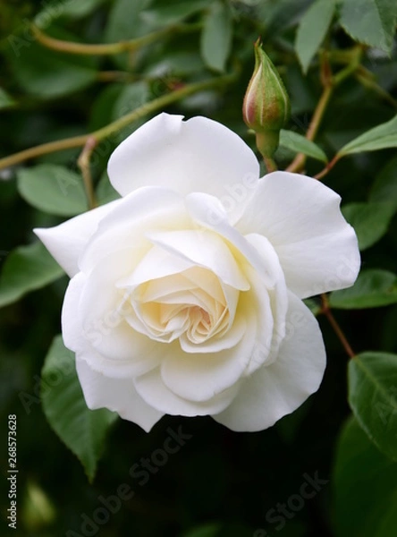 Fototapeta Weiße Rose im Park