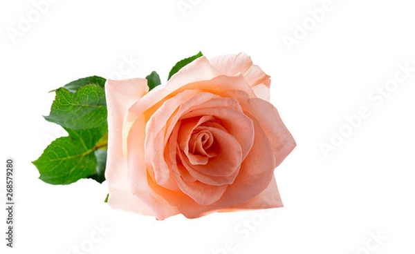 Fototapeta Beautiful and vibrant pink rose , Isolated on white background