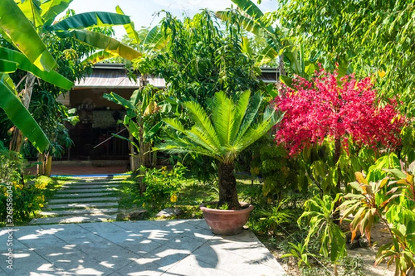 Fototapeta Small palm and red flowering tree in tropical garden on sunny day