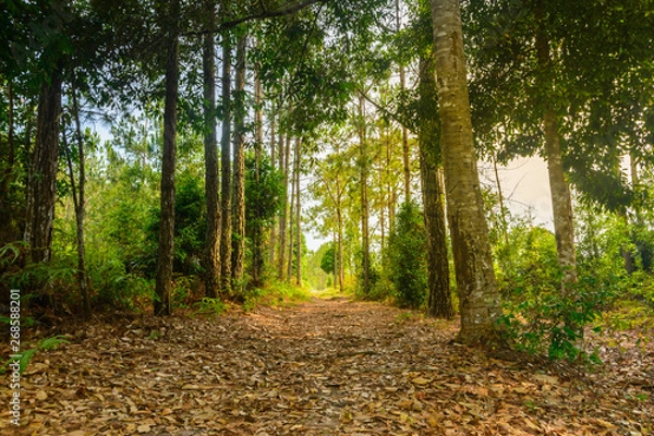 Obraz Pine forest in sunset background. Nature and outdoor background