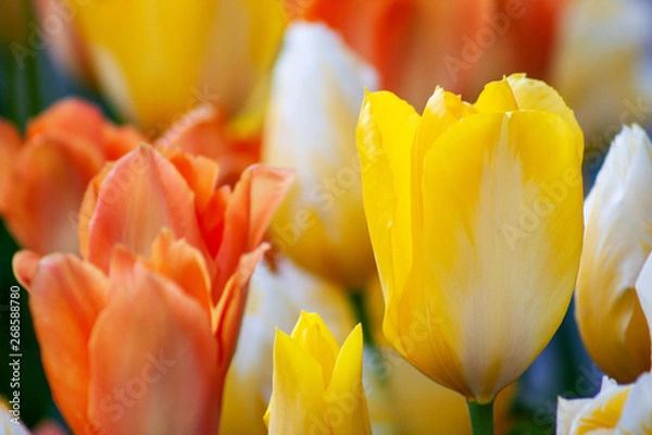 Obraz Spring Flowers