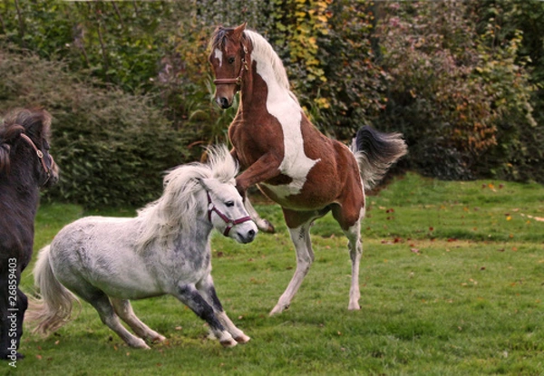 Obraz Kämpfende Pferde