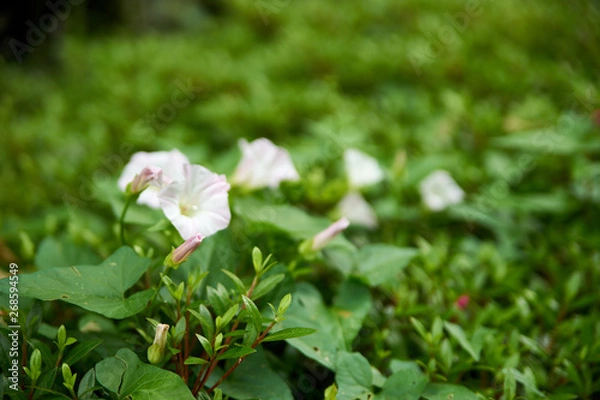 Fototapeta 昼顔の花・つぼみ