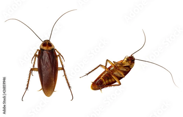 Obraz Roaches Isolated