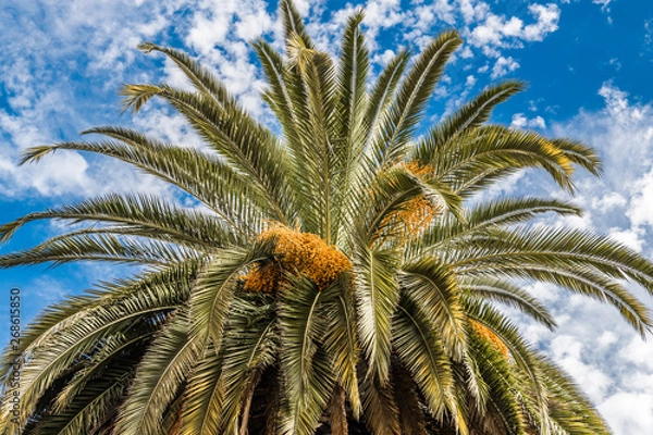 Fototapeta The crown of a date palm