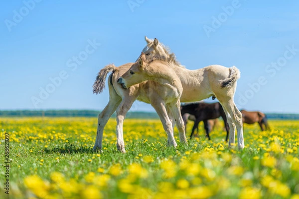 Fototapeta Two foals graze in the pasture. In the summer afternoon among dandelions.