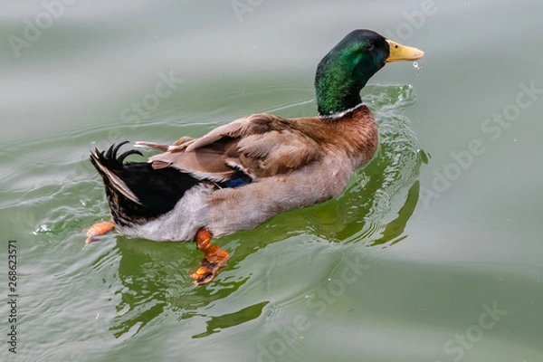 Fototapeta duck swimming on a lake