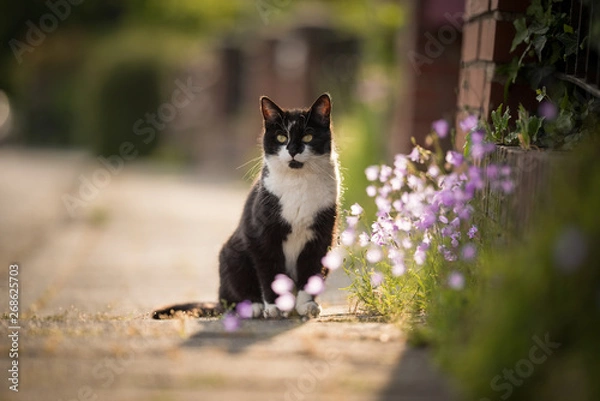 Fototapeta black and white domestic shorthair cat sitting on the sidewalk next to some flowers observing the area