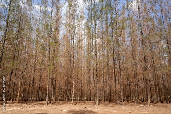 Obraz Nature outdoor forest in sumer