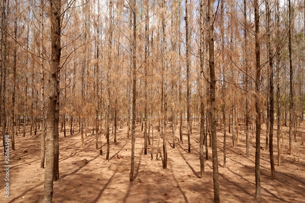 Obraz Nature outdoor forest in sumer