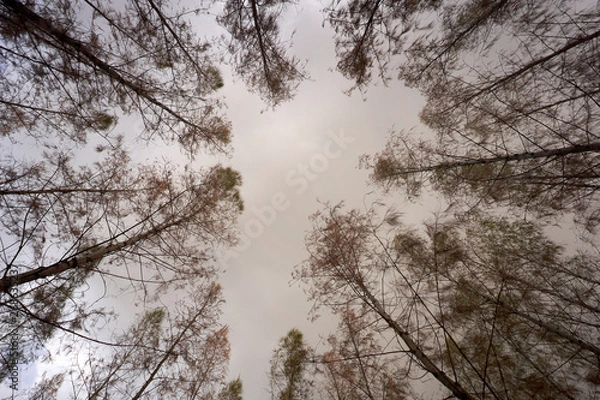 Obraz Nature outdoor view in sumer