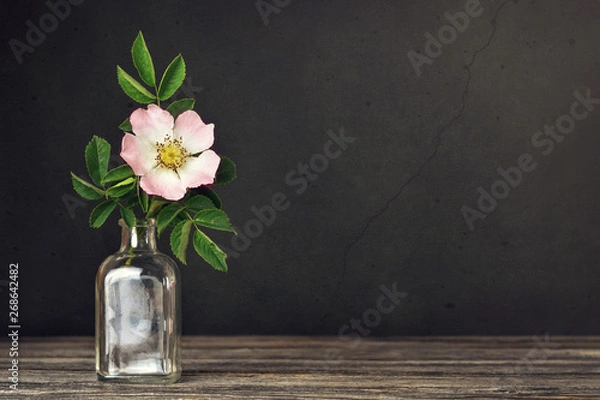 Fototapeta Mothers day card. Wild rose in vase on dark grunge background, copy space