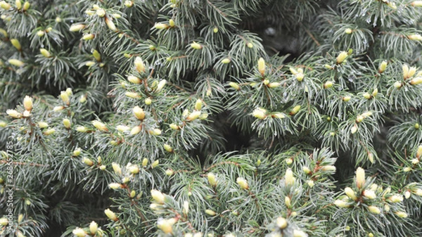 Fototapeta Pine tree in the spring