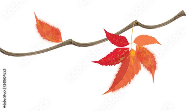 Fototapeta Basic CMYK, ivy, brunch, vector, jpg