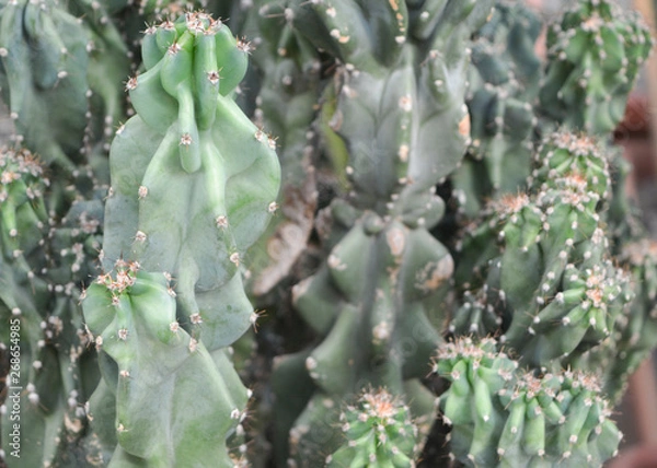 Fototapeta Pretty cactus