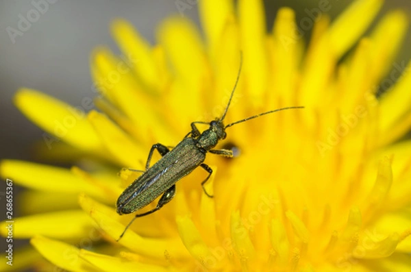 Fototapeta Beetle crawling on the stem.