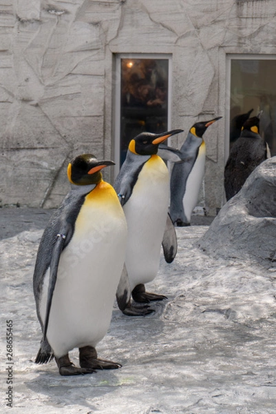 Obraz 旭山動物園のペンギン