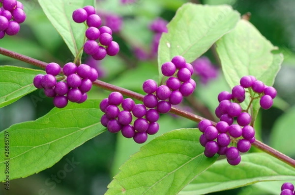 Fototapeta ムラサキシキブと葉のコントラスト