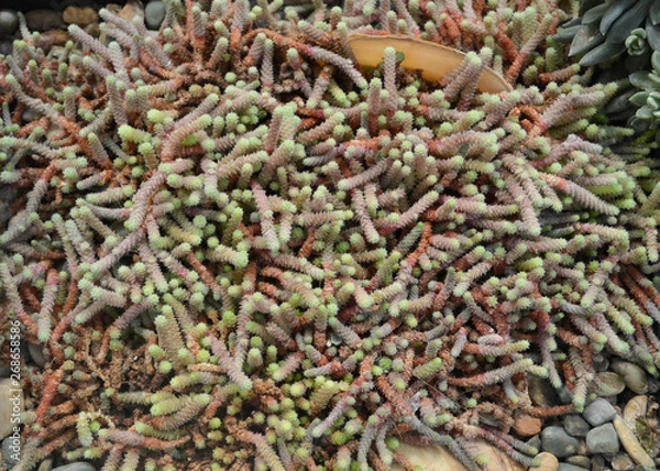 Fototapeta Green cactus background