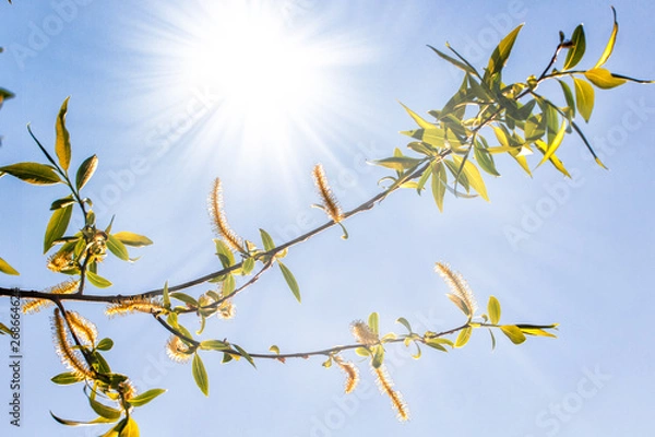Fototapeta green leaves and earrings of a birch tree in early spring, against the backdrop of a sunny sky