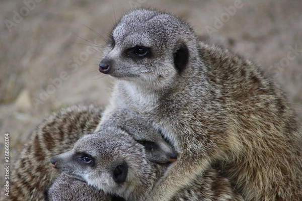 Obraz Erdmännchenfamilie