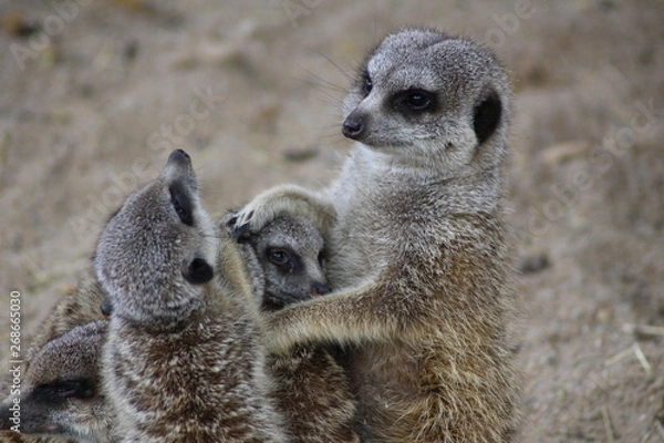 Obraz Erdmännchenfamilie