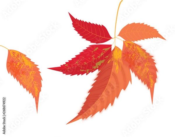 Fototapeta Basic CMYK