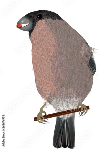 Fototapeta Basic CMYK